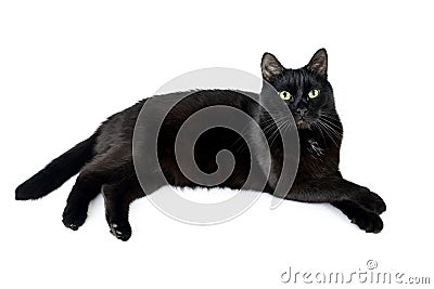 Black cat lies on a white laid paw on paw Stock Photo