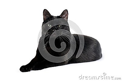 Black cat lies on a white laid paw on paw Stock Photo