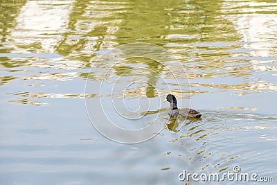 Young Black Duck Stock Photo