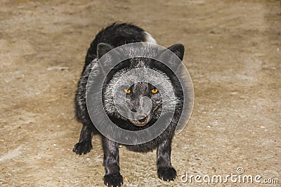 A young black fox is looking at the ground. Stock Photo