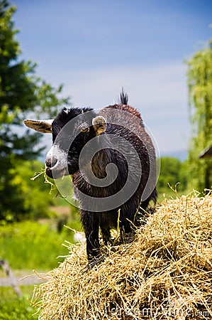 Young Black Goat chewing hay Stock Photo