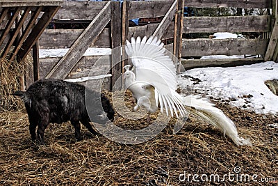 Young black goat fighting with the white peacock with spread wings Stock Photo