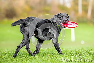 Young Black Labrador holding a flying disc looking back Stock Photo