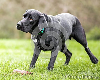 A young black Labrador in a rainbow collar walking sadly across a field Stock Photo