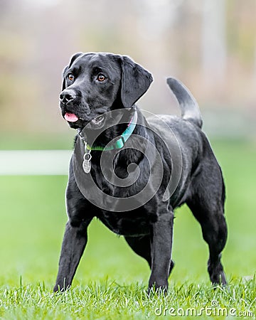 Young Black Labrador standing with tongue out staring ahead Stock Photo