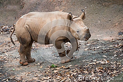 Young black rhino calf portrait Stock Photo