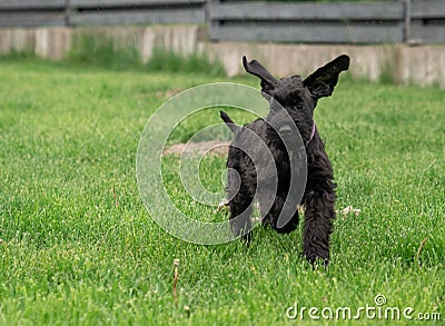 Young Black Riesenschnauzer or Giant Schnauzer dog on the grass Stock Photo