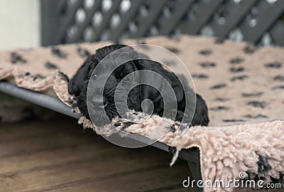 Young Black Riesenschnauzer or Giant Schnauzer dog Stock Photo