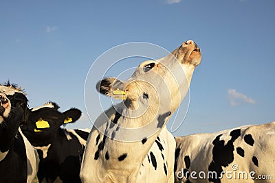 Young black and white cow does moo, head uplifted Stock Photo