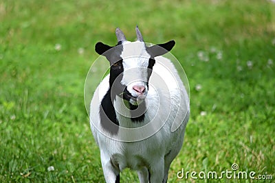 Young black and white goat, grass Stock Photo