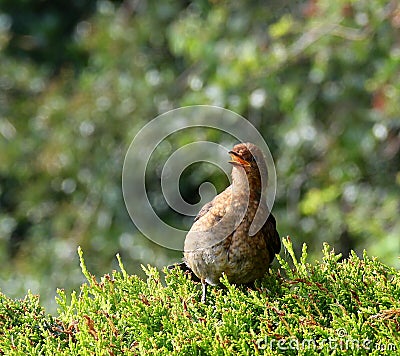 Young blackbird, singing heart out. Stock Photo