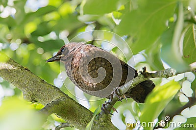 Young blackbird sitting in the apple tree Stock Photo