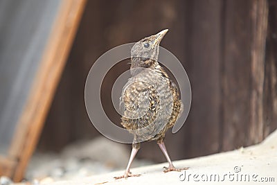 Young blackbird take a look Stock Photo