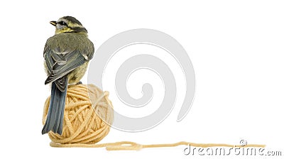 Young Blue Tit, Cyanistes caeruleus Stock Photo