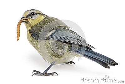 Young Blue Tit, Cyanistes caeruleus, eating worm Stock Photo