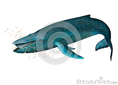 Young Blue whale. Cartoon Illustration