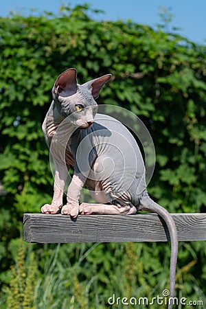 Young blue and white Canadian Sphynx Cat sits high on crossbar outdoors, tail dangling, looking back Stock Photo