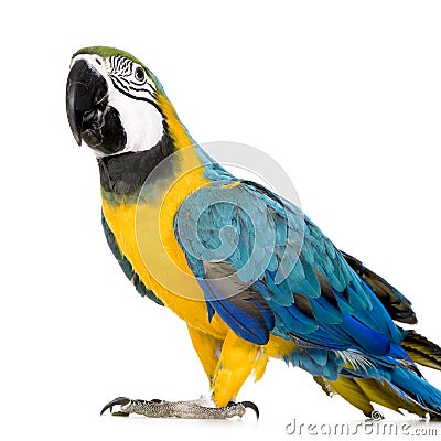 Young Blue-and-yellow Macaw Stock Photo