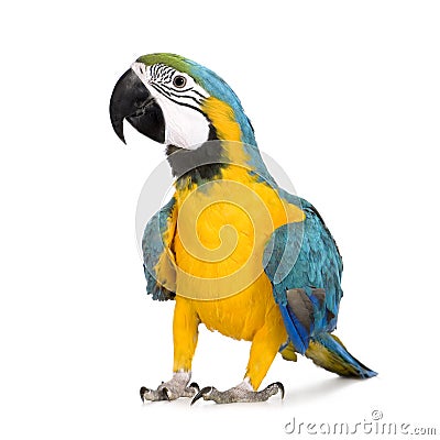 Young Blue-and-yellow Macaw - Ara ararauna (8 months) Stock Photo