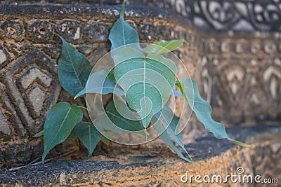 Young bodhi tree on wall,Thailand Stock Photo