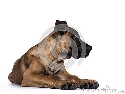 Young Boerboel / Malinois dog on white background Stock Photo