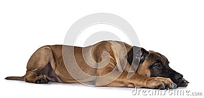 Young Boerboel / Malinois dog on white background Stock Photo