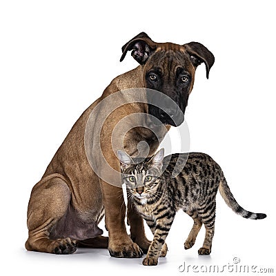 Young Boerboel / Malinois dog on white background Stock Photo