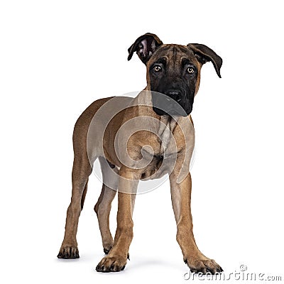 Young Boerboel / Malinois dog on white background Stock Photo