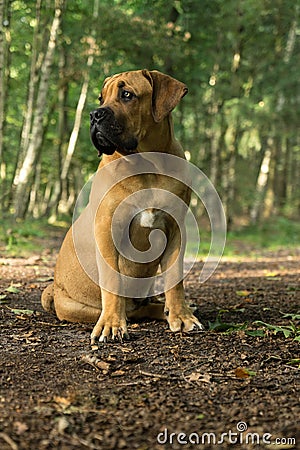 Young boerboel or South African Mastiff seen from the front in a forrest setting Stock Photo