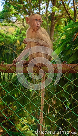 A young Bonnet monkey sitting on a fence facing the camera, copy space Stock Photo