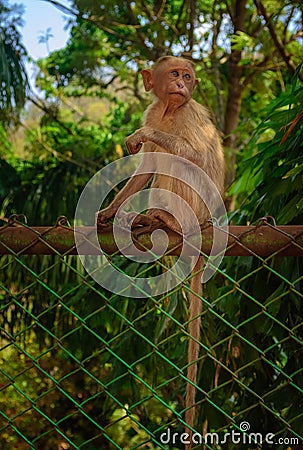 A young Bonnet monkey sitting on a fence facing the camera, copy space Stock Photo