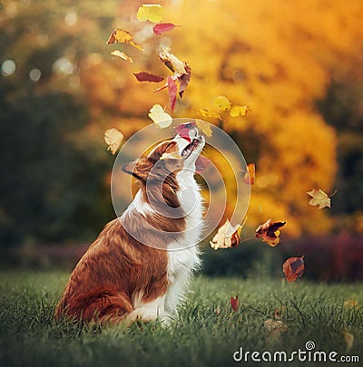 Young border collie dog playing with leaves in autumn Stock Photo