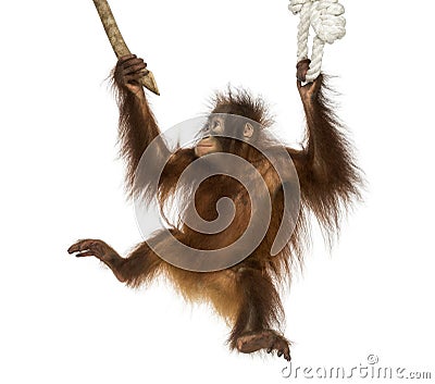 Young Bornean orangutan hanging on to a branch and rope Stock Photo