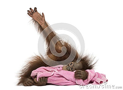 Young Bornean orangutan lying, cuddling a pink towel Stock Photo