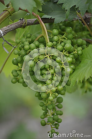 Young Bourgogne Wine Grapes Stock Photo