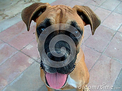 Young Boxer dog Stock Photo