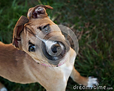 Young Boxer Mix dog with funny ears Stock Photo