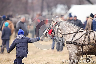 Young boy handles an adorned horse before an Epiphany celebration horse race Editorial Stock Photo