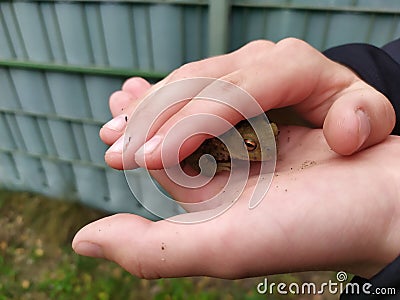 Young boy holding a green toad in his child hands with animal care to rescue his little amphibian friend with his european fingers Stock Photo