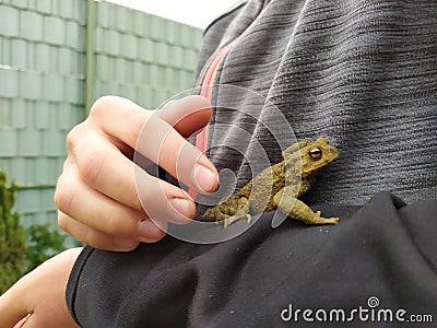 Young boy holding a green toad in his child hands with animal care to rescue his little amphibian friend with his european fingers Stock Photo