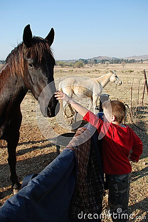 Young Boy Patting Pet Horses Stock Photo