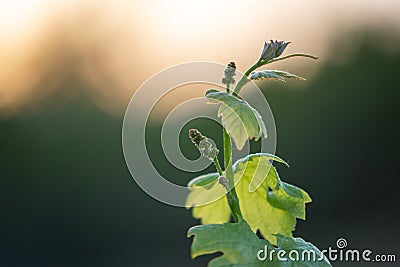 Young branch of grapes in the nature. Green young sprout of grapes. Ripening small branch of grapes, young inflorescence. Newly Stock Photo