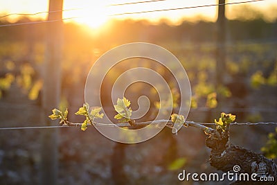 Young branch with sunlights in vineyards Stock Photo