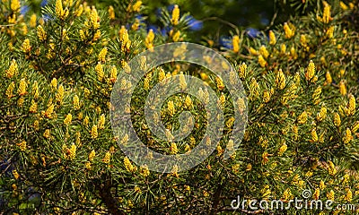 Young branches and pine cone Stock Photo