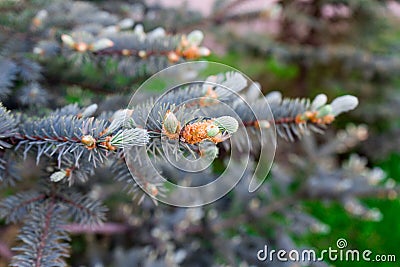 Young branches of spruce. blue spruce is a rare tree. Stock Photo