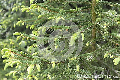 Young branches spruce buds and young spruce needles Stock Photo