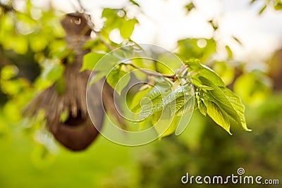 Young branches of a tree with green leaves on the background of a bird`s nest made of coconut shells and straw Stock Photo