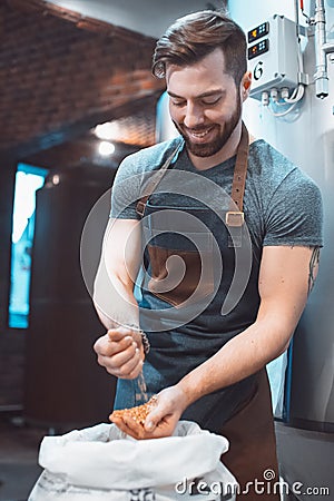 A young brewer examines the malt in a bag on the background of a Stock Photo