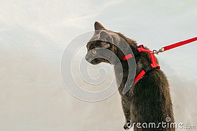 Young British blue shorthair cat in harness on a winter walk Stock Photo