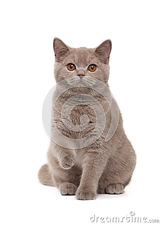 Young british kitten Stock Photo